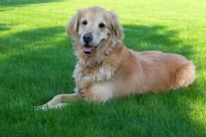 Pepper Ridge's Lady Holly
