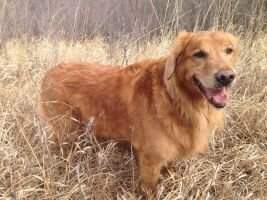 Stu's Buddy Boy Stu's Buddy Boy