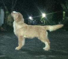 Golden Sky's Flash Golden Sky's Flash