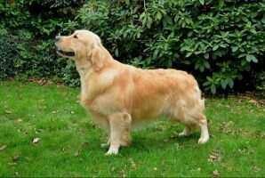 Etalon Elite A / CHNE / FTCH / CH Beau & Bon 2016 / CH Ifig du Fort de Bertheaume Etalon Elite A / CHNE / FTCH / CH Beau & Bon 2016 / CH Ifig du Fort de Bertheaume