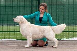Russian, Belarus, RKF Ch. Nicolas No Hills