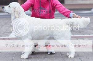 Blr Ch BLR Breed Ch Ch RU GrandCh Sky Pride Starla Blr Ch BLR Breed Ch Ch RU GrandCh Sky Pride Starla
