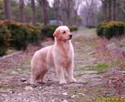 Faxi vivi of chuan qi huangjin kennel