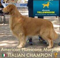 American Hurricane Murphy American Hurricane Murphy