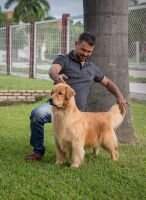 Walgod Amora