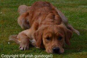 Abbottshall Red Devil Of Fyrish