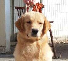 Chasse Chan Chow Corsa