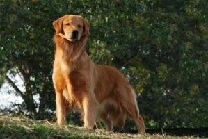 Chasse E Nanda Chasse E Nanda