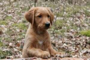 Fire Fly Goldens Absolutely no Limit