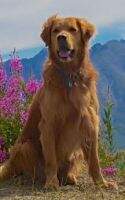 Quartermoon Alaskan Kodiak