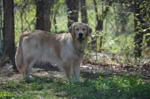 Earlys Sweet Maggie May Magoo CGCA