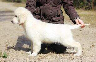 Moriani Retrievers Marvel Hero