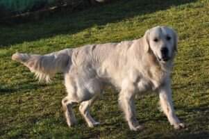 Hoiker's Danubian Blues Kody