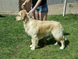 Golden Grace's Amazing Grace Emmy