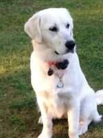 Miss Ellie, The Daisy Of Oklahoma