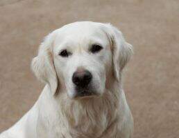 Best Of Show Goldens Ealasaid Of Council House