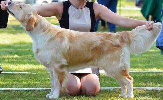 Pl.Ch. Vet.Pl.Ch KPR-B I Sodelight Cher Ami Golden Lady