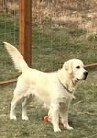 Ross's Buster Ross's Buster