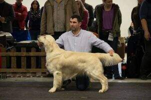 CZ, Ch SK, Club Winner, National Winner Zephyr Golden Erinor CZ, Ch SK, Club Winner, National Winner Zephyr Golden Erinor