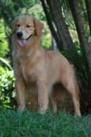 Chasse G Vittoria
