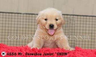 Mr. Snowshoe Junior