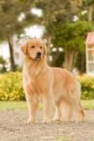 GCH.PER.CH.PER.CH.JCHI. Troya Goldenbros & Himmelstein