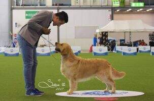 JWW-15 C.I.E JR. IT CH TOP DOG 2016 JR. TOP DOG 2015 Verano de Atrapasuenos