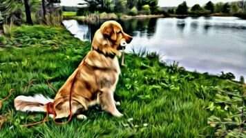 U-Ch SHR Rustic Pines Surefire Finnegan CCA