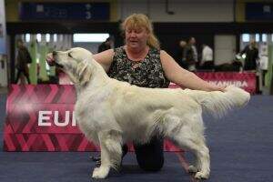 Nose For News No Hills CIE, Austrian CH, German junior CH, German VDH Champion, German Club Champion (GRC)