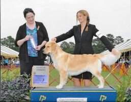 UKC CH Seasons Golden Haven Independence