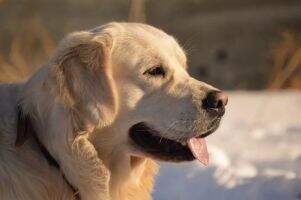 CLUB CH GRAND CH Rus Pekos Sky Jasper CLUB CH GRAND CH Rus Pekos Sky Jasper