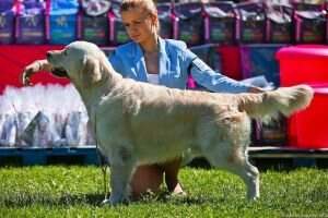 RUS NKP Ch RKF Ch NKP Ch Rus/By/Est Richi Golden Aristokrat