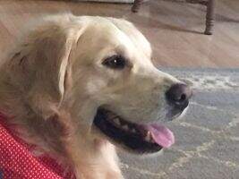 Noble Golden's Future Legacy Loki