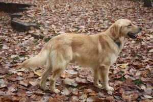 Hunnington's Branson's Aspen