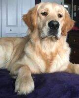 Sirius Rexford Sirius Rexford