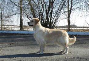 RKF CH Andromeda Galaxy (dau of Gold Totem Amigo)