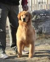 king's moer kennel Catherine