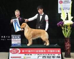king's moer kennel xiao bu