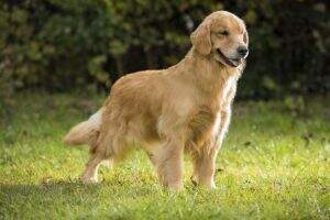 Perfect Golden Panther Perfect Golden Panther