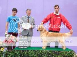 CH. Br PERFECT GOLDEN VICKY CH. Br PERFECT GOLDEN VICKY