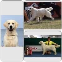 EUROPA JR.CH.HR CH.R Bonett Bride Gentle Breeze at Shiva's CRUFTS QUALIF.2016