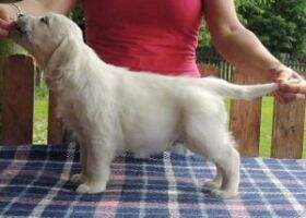 Pharel Twinter Artemis Gold
