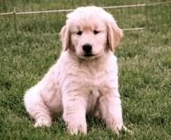 Goldenmoment's Sweet Baby James