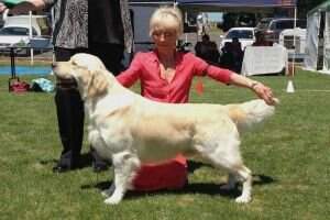 Aust Ch Kiriel Wild At Heart