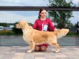 CHBLR CHAM CHGE CHAZ CHFIN CHEST CHHR BENELUX WINNER 2018 Finnish Winner 2019 MERLIN KING MAGIC InterCH JCHRUS JCHNKP CHRKF 5Ñ…CHNKP GrandCH FT-Duck CHBLR CHAM CHGE CHAZ CHFIN CHEST CHHR BENELUX WINNER 2018 Finnish Winner 2019 MERLIN KING MAGIC InterCH JCHRUS JCHNKP CHRKF 5Ñ…CHNKP GrandCH FT-Duck