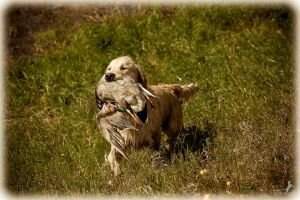 GrChRus RKF NRC JChRus JChNRC Rifeygold Iz Stolitsy Urala / FT-DUCK BH/ VT