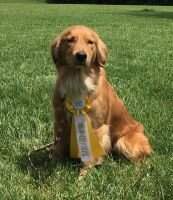ALCH UCDX URO2 Twincreek's Sweet Tiddlywinks Rose BN RN BCAT CCA TKE