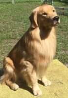 Knox's Go Like Greased Lightening MXP2 MJP2 MFS T2B2 DM DS