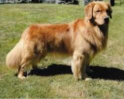 RACH Chestnut's Frontier Justice PCD BN GN RM3 RAE3 CCA
