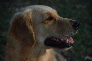 Denali's Girl With A Golden Sheen